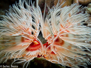 Tube Worm by Beate Seiler 